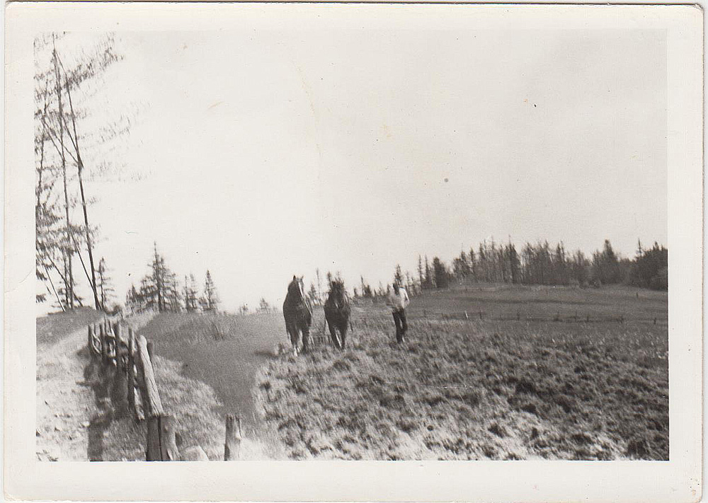 Franciszek Gacek orze pola na Polanie Surówki po lewej stronie patria na Wierchach